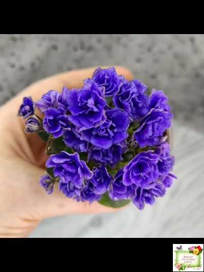 Blue Scoundrel micromini (P.Sorano/LLG) (Блю Ска́ндрел) микроминиатюра