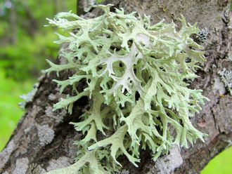 Дубовый мох (Evernia prunastri), резиноид, вес (10 г)