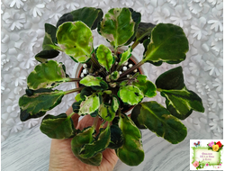 СФ-Томная Жозефина (С. Фатеева) листовая химера (Стартер сорт)