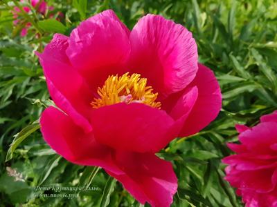 Пион Орлёнок