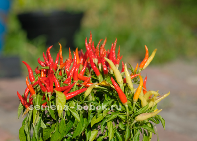 Перец сладкий  Яркие Лучи, 10 шт