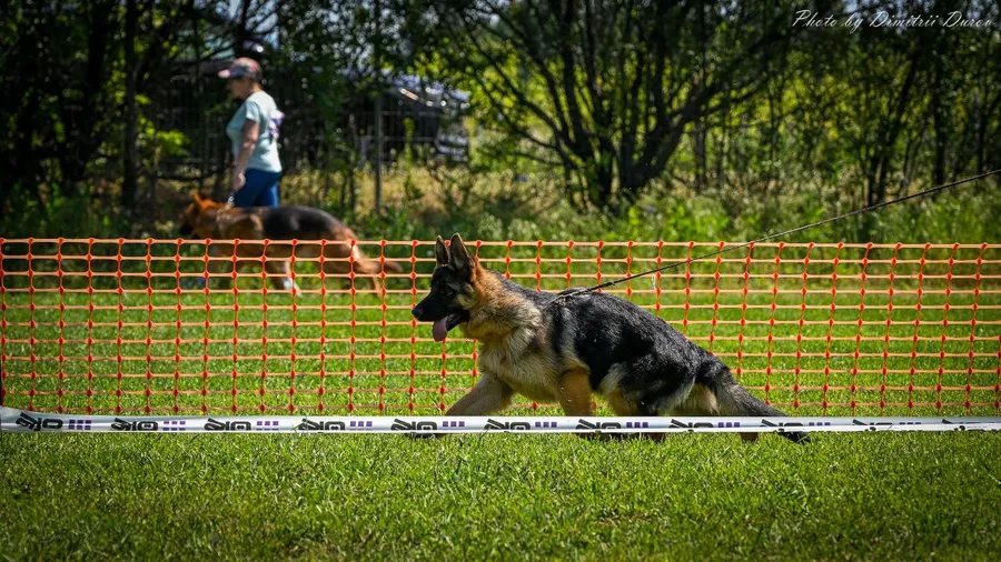 моно г. Воронеж 2023 г. эксперт А. Никитин
1 место класс щенков, Лучшая собака до года!!!