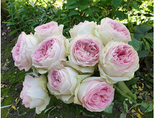 Лорена Саммерхаус (Lorena Summerhouse) роза, ОКС