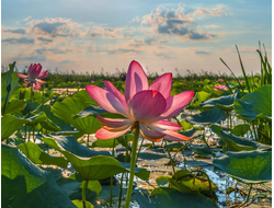 2025г. Астрахань, Волга, Баскунчак "Край цветущего лотоса"