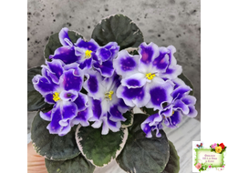 ВаТ-Монарх (Т. Валькова) 2016 г.