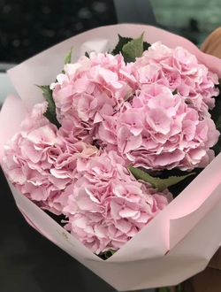 5 розовых гортензий (цвет на выбор)