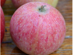 Кипарисовое (яблоня)