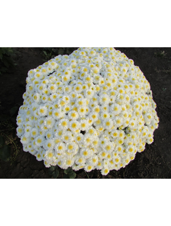 Хризантема мультифлора Эльф вайт