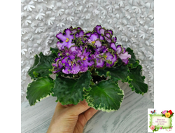 АВ-Пенная Вечеринка (Фиалковод) 2021 г.