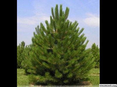 Сосна кедровая австрийская - Pinus Nigra Austriaca