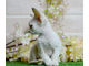 продажа котёнка Devon Rex (девочка, black point, голубые глаза)