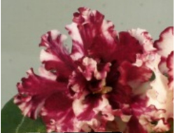 22) ЕК-Модный Кутюрье  2019г