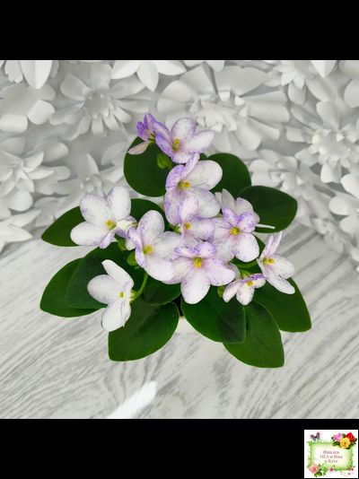 Белый Клоун (Е. и Я. Немчиновы) 2025 г. трейлер (пасынок укоренённый)