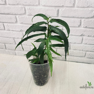 Ficus Ulmifolia / фикус ульмифолия