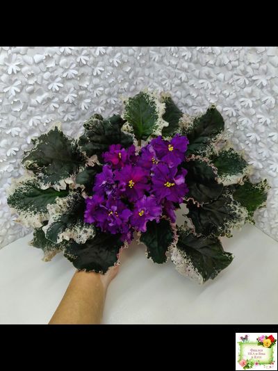 ВаТ-Тип-Топ (Т. Валькова) 2015 г. (лист посажен 04.02.26)