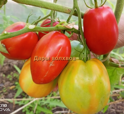 Томат Дары волхвов