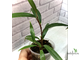Piper sp. аngustifolium ? / перчик узколистный