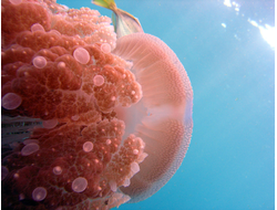 Купить греющую картину с фото медуза