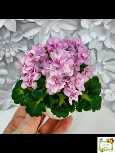 Goldilocks (L.Ray) (Голдилокс) (гёрл-лист с кроновой пестролистностью)