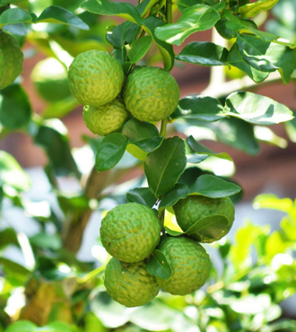 Благовония HEM Бергамот (BERGAMOT)