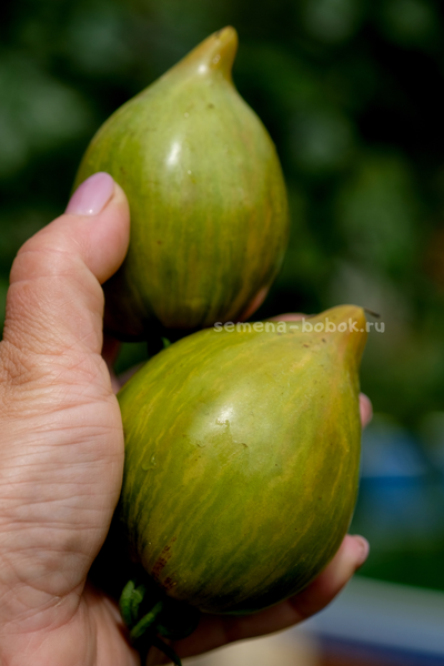 Томат Алискино Сердце, 10 шт