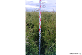 Туя Брабант фотография измерения туи перед посадкой в питомнике Красовский-Сад.рф