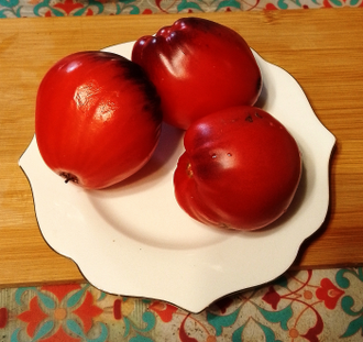 Семена томата КАС 21