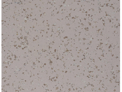 5605 Garlic Perfect Safety DLV Flooring гомогенный линолеум для общественных учреждений