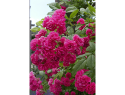 Роза Бревуд Белль (Brewood Belle), ОКС, Россия