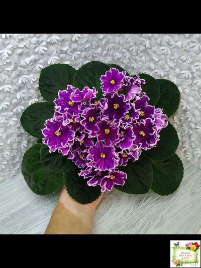 АВ-Просто Космос (Фиалковод) 2019 г.