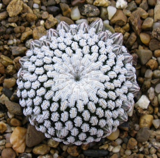 Mammillaria pectinifera (=Solisia pectinata ) (Piltz) - 5 семян