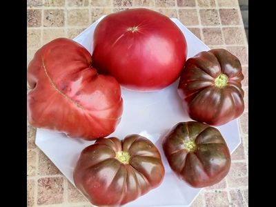 Томат Кудрявый Морателла (Rizado de Morratella )