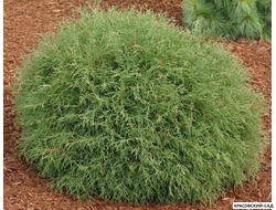 Туя Мр.Боулинг Болл - Mr. Bowling Ball