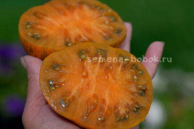 Томат Jipaulia (Джипаулия), 10 шт