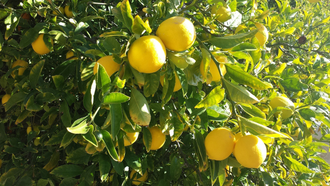 Лимон (Citrus limon) Сицилия, 5 мл - 100% натуральное эфирное масло