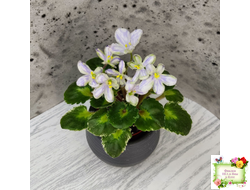 ЛЕ-Лунный Жемчуг (Е. Лебецкая) 2020 г. (детка)