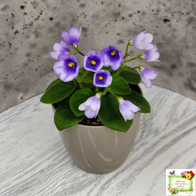 ЛЕ-Котенок Гав (Е. Лебецкая)