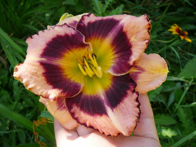 Лилейник Биг Сити Ай (Big City Eve)