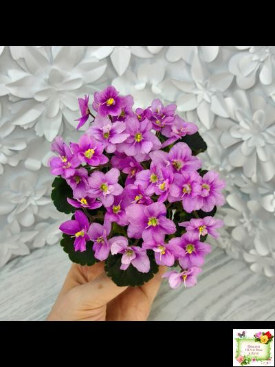 LV-Ланселот (Л. Шевелева) 2025 г. (клакамасный гёрл с кроновой пестролистностью)