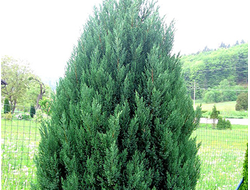 Можжевельник китайский Stricta, C5