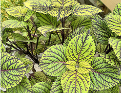 Колеус Fishnet Stockings