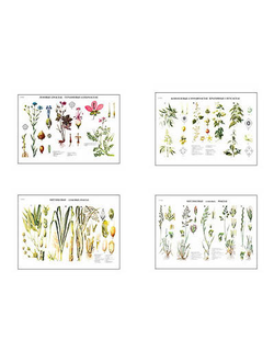 Плакаты ПРОФТЕХ "Систематика растений" (4 пл, винил, 70х100)