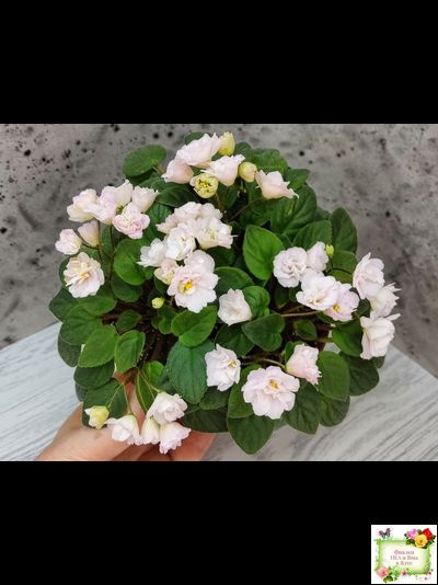 Pink Mint (S.Sorano) трейлер