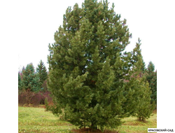 Сосна кедровая фото красовский-сад.рф