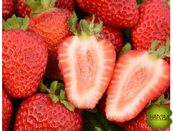 КЛУБНИКА "САН АНДРЕАС" (РЕМОНТАНТНАЯ, НЕЙТРАЛЬНОГО ДНЯ, ВКУСНАЯ И УРОЖАЙНАЯ)