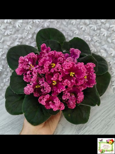 ЛФ-Дарья (Л.Федосеева) 2017 г. (пасынок укоренённый)