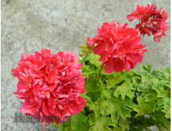 Пеларгония Kitbridge