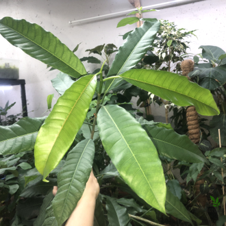 Ficus (T18) Mango leaf / фикус Нервоза