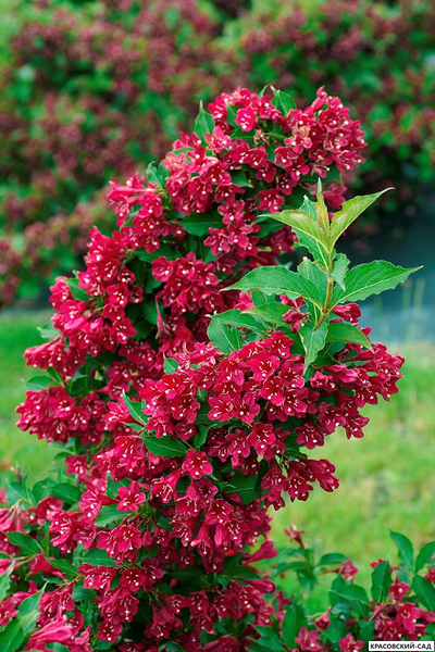 Вейгела Ред Принс фото цветения красовский-сад.рф