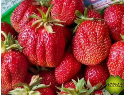 КЛУБНИКА "МУРАНО" (ремонт., сочная, сладкая, урожайная) Р9